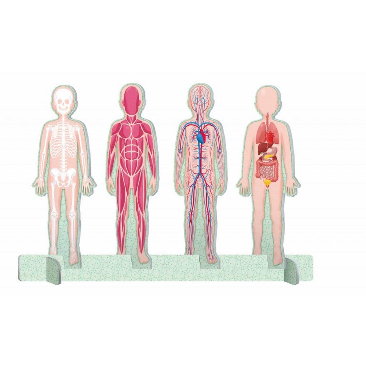 Sassi - mega atlas - il mega atlante del corpo umano